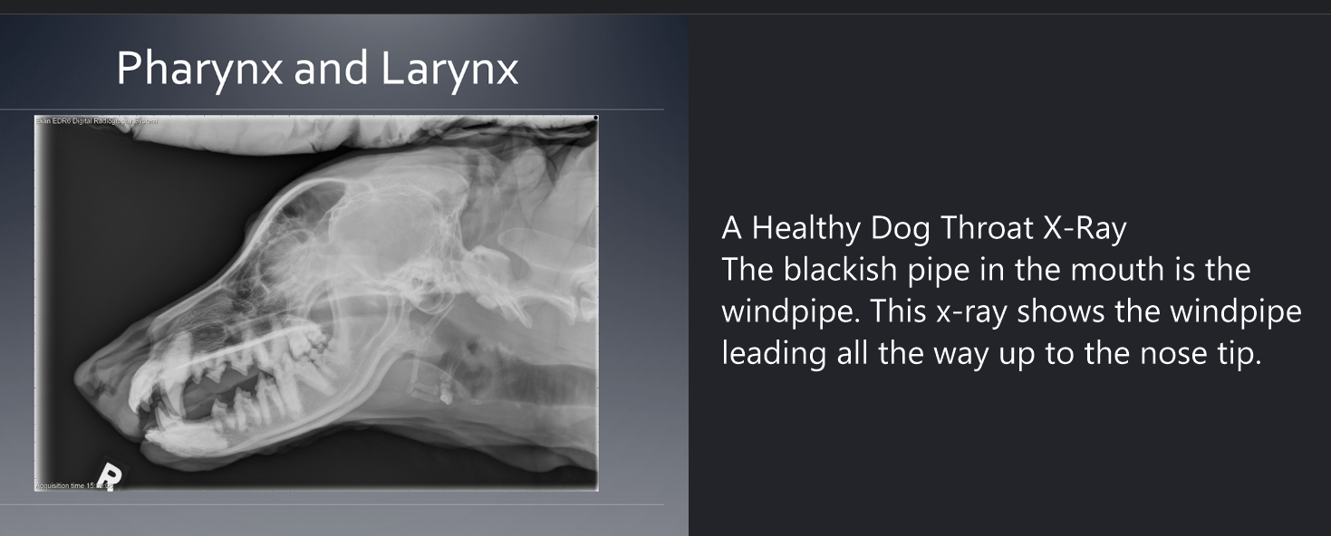 Reference radiograph display