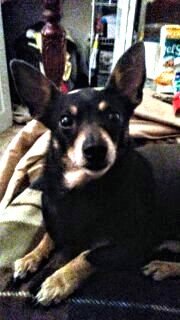 Joey photograph
