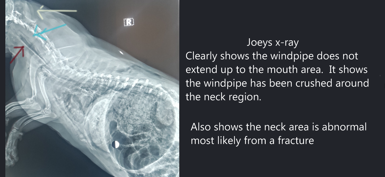Submitted medical image