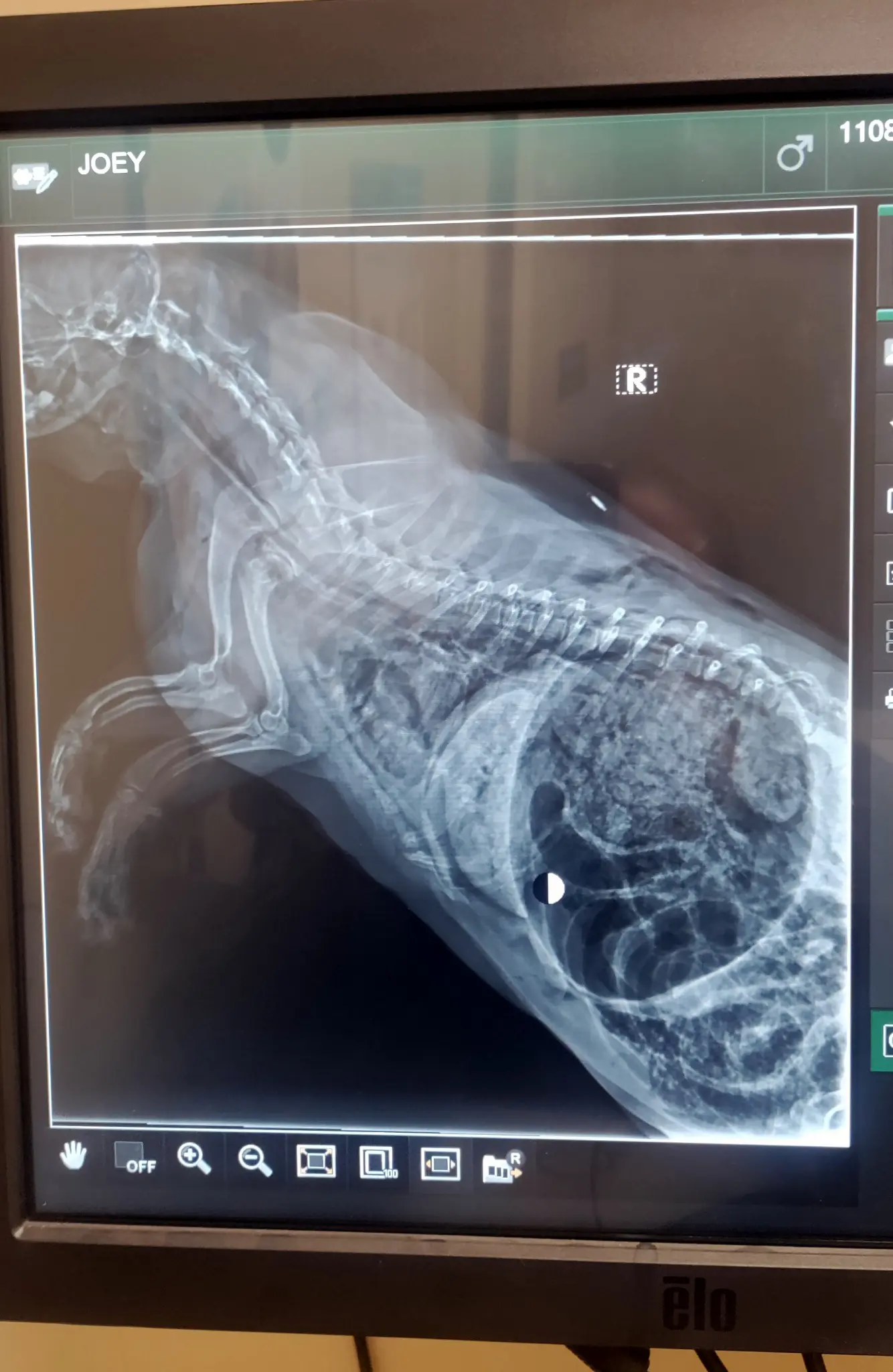 Submitted radiograph display
